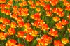 20070415_hitachikaihinkoen_030